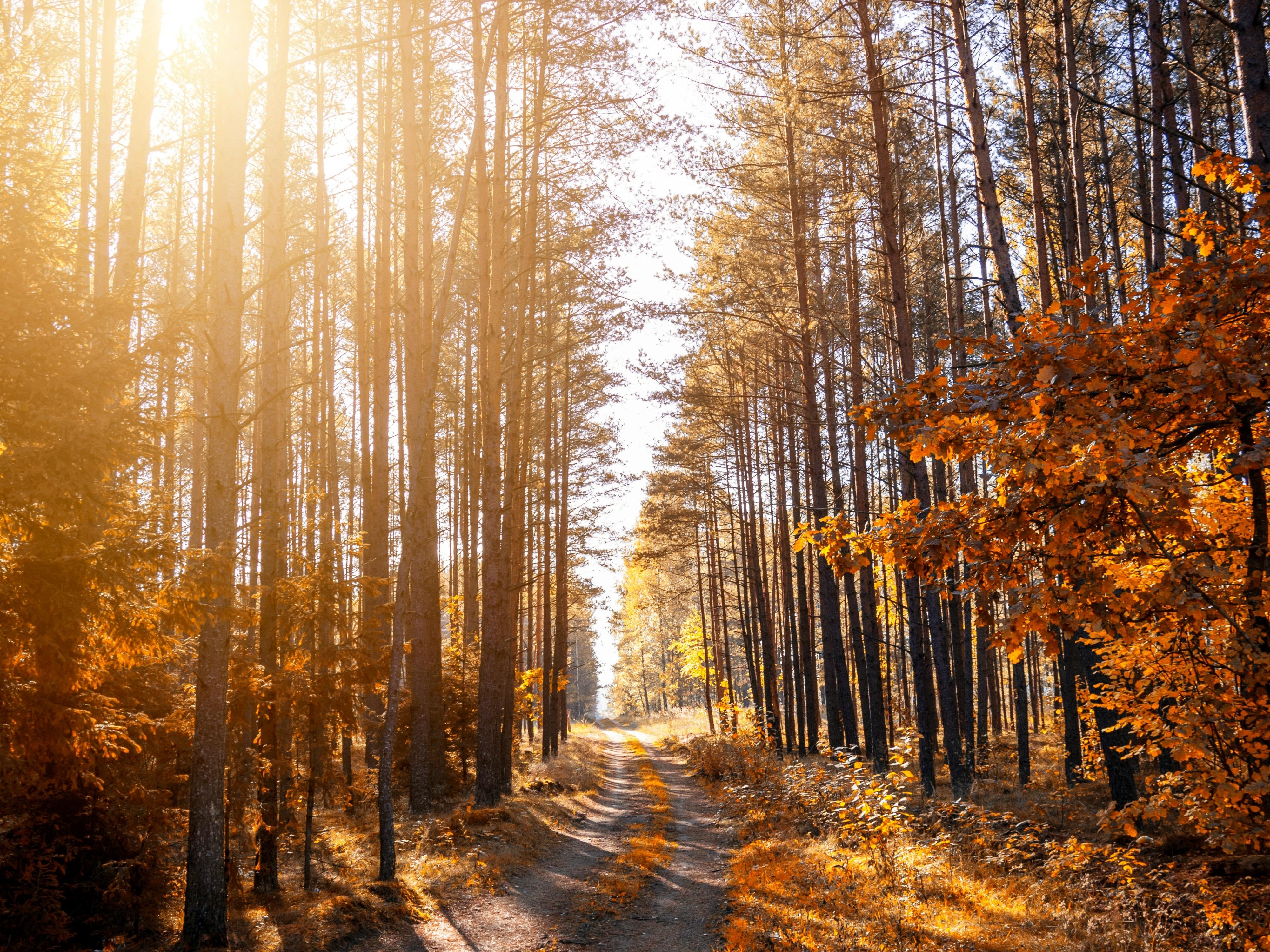 Sentier dans la forêt à l'automne