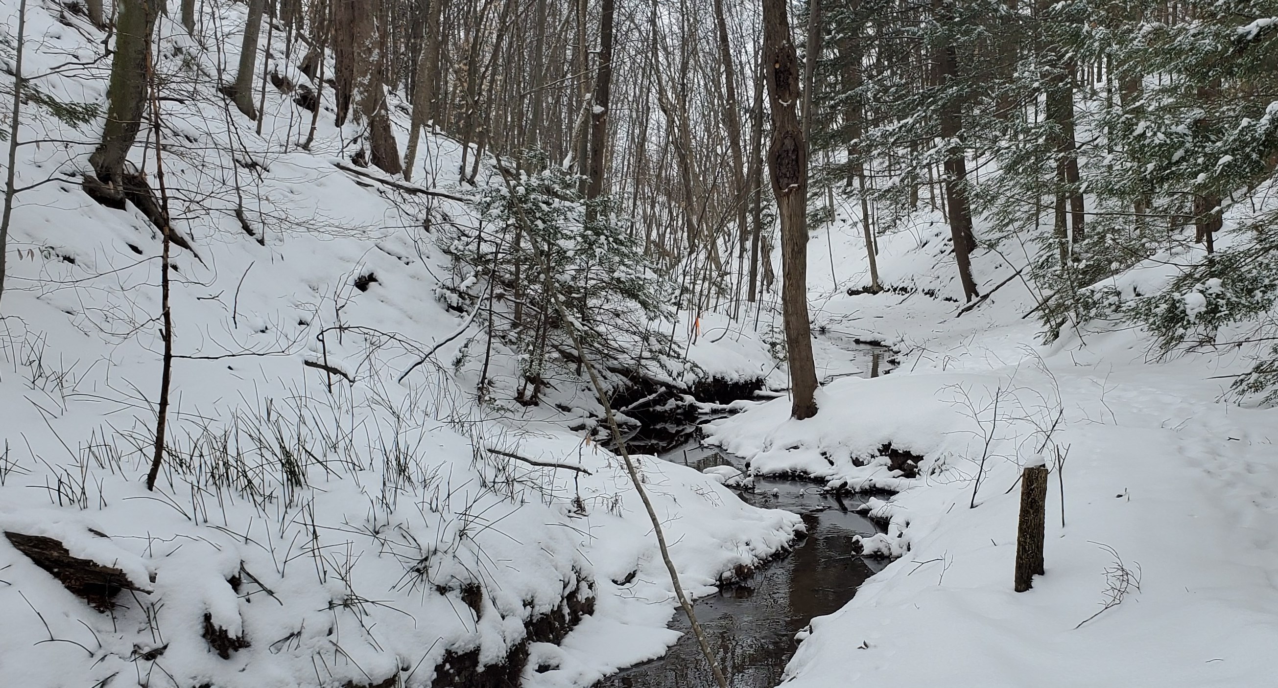 Frozen streak in a forest in winter