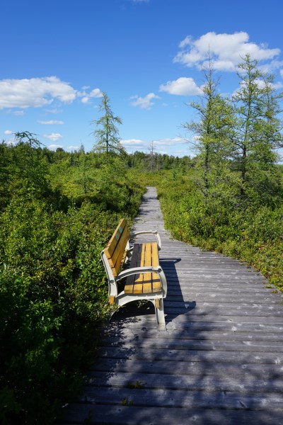 Board walk, bench and trees