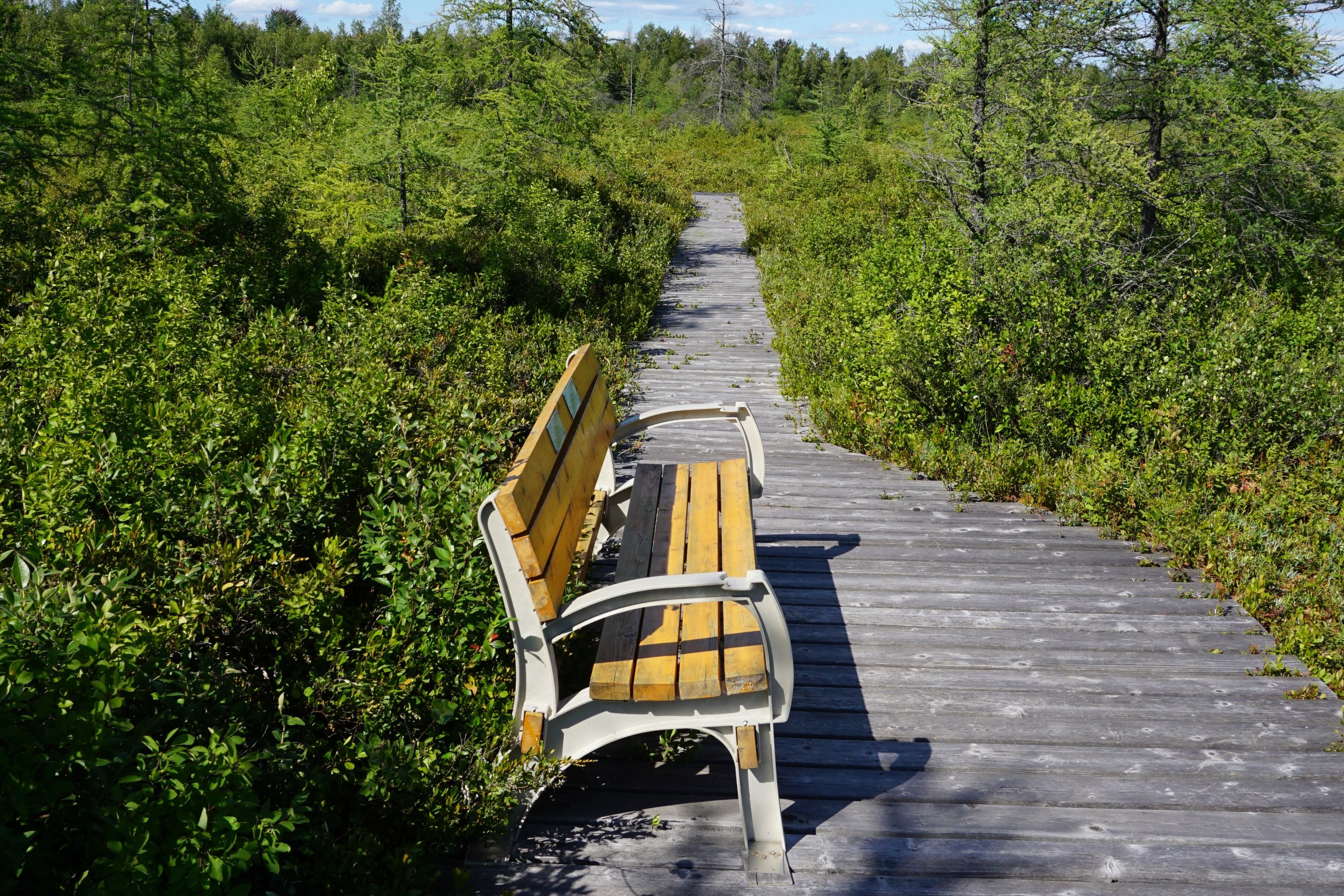 Bench on a walk way