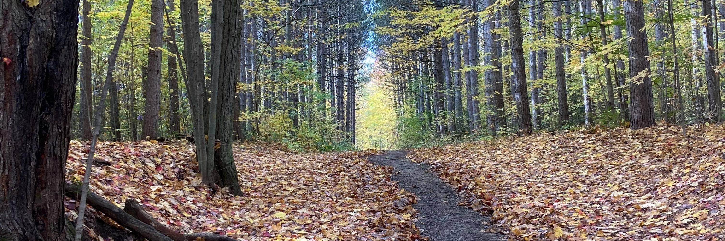 Un sentier dans la forêt