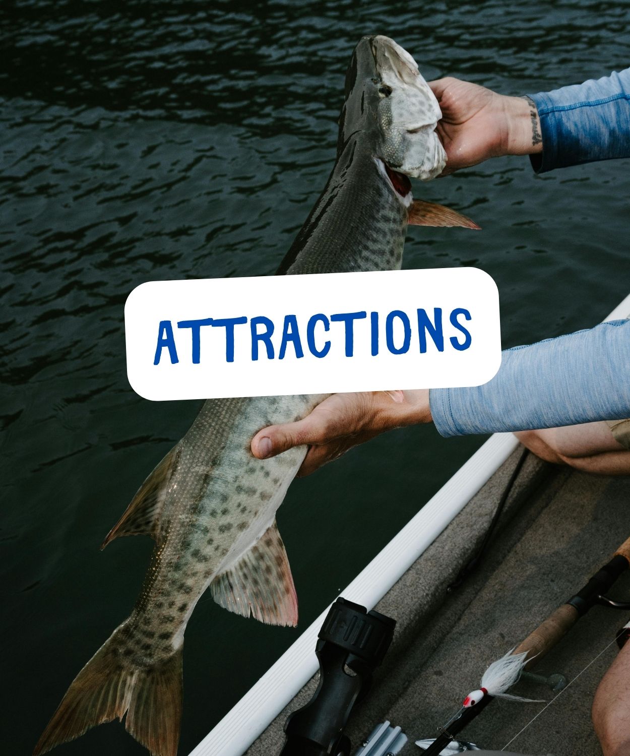 Musky in the hand on a fisherman