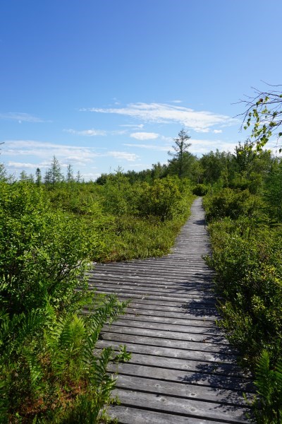 Board walk and trees