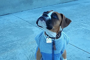 Chien avec médaille au cou