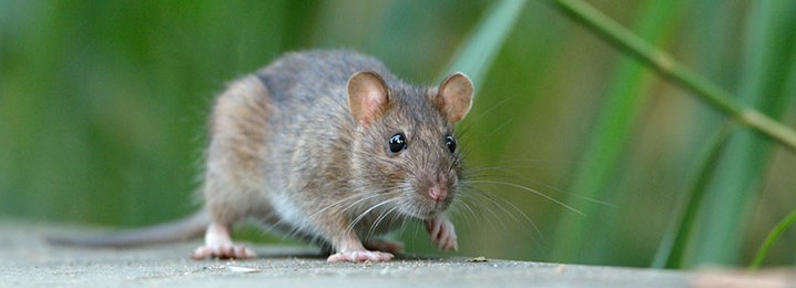 Rat walking on the ground with some tall grass in the background