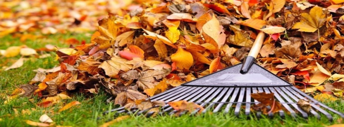Garden rake strewn over a pile of fallen leaves in autumn