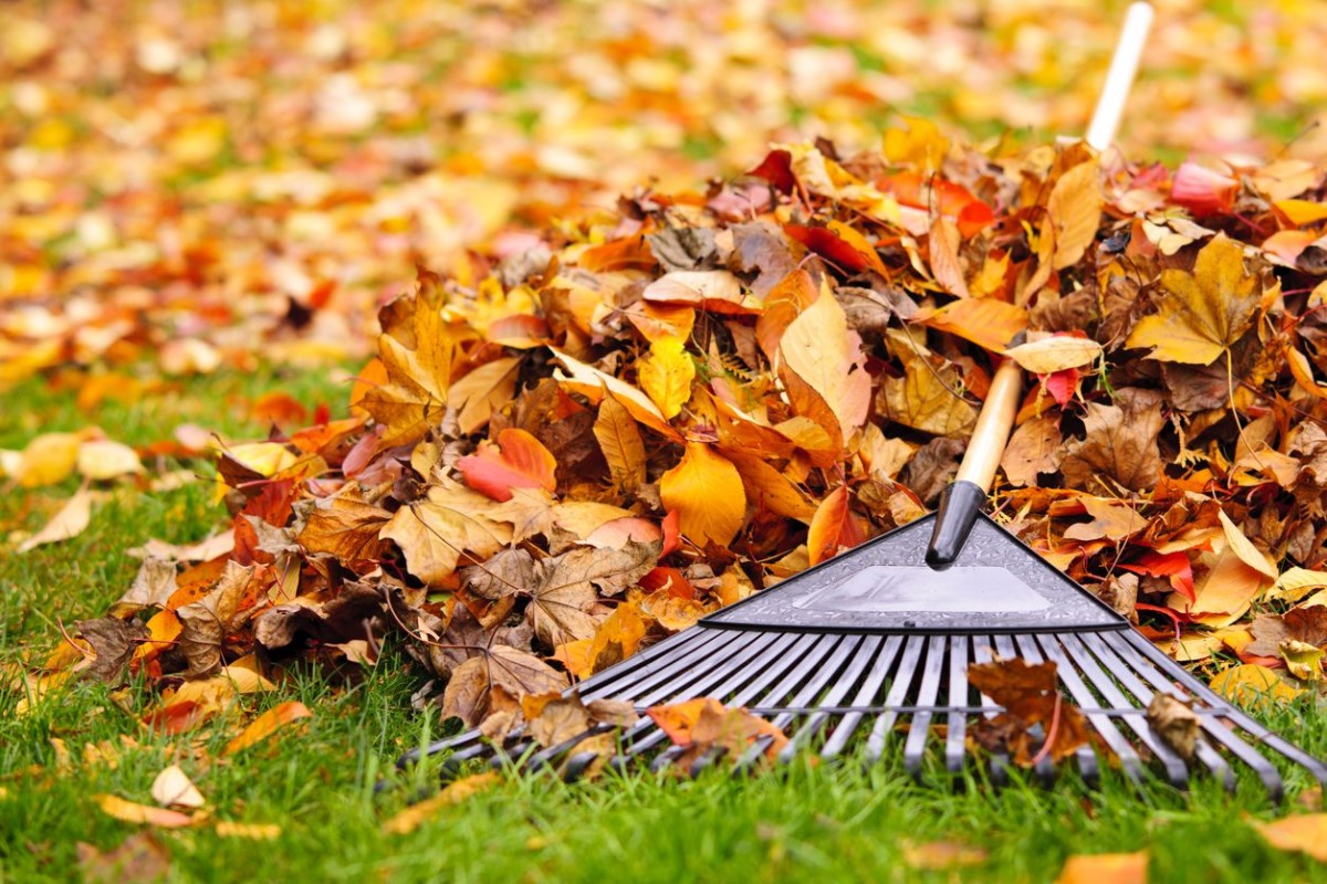 Garden rake strewn over a pile of fallen leaves in autumn