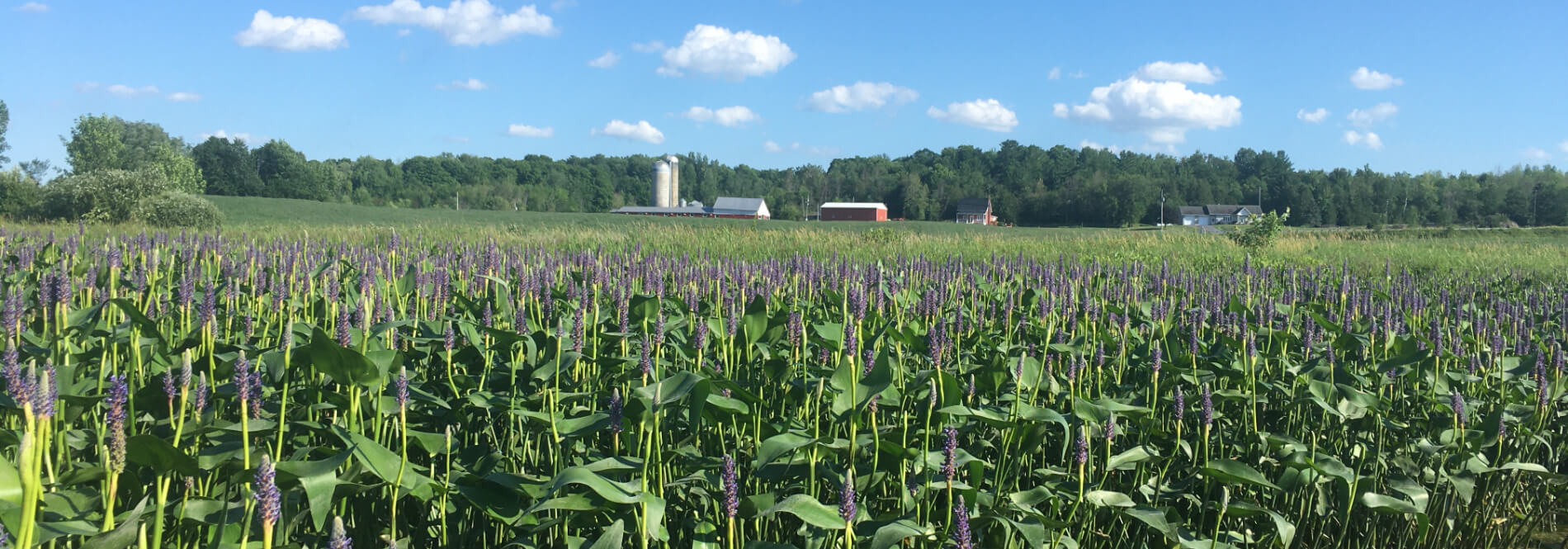 Field of flowers