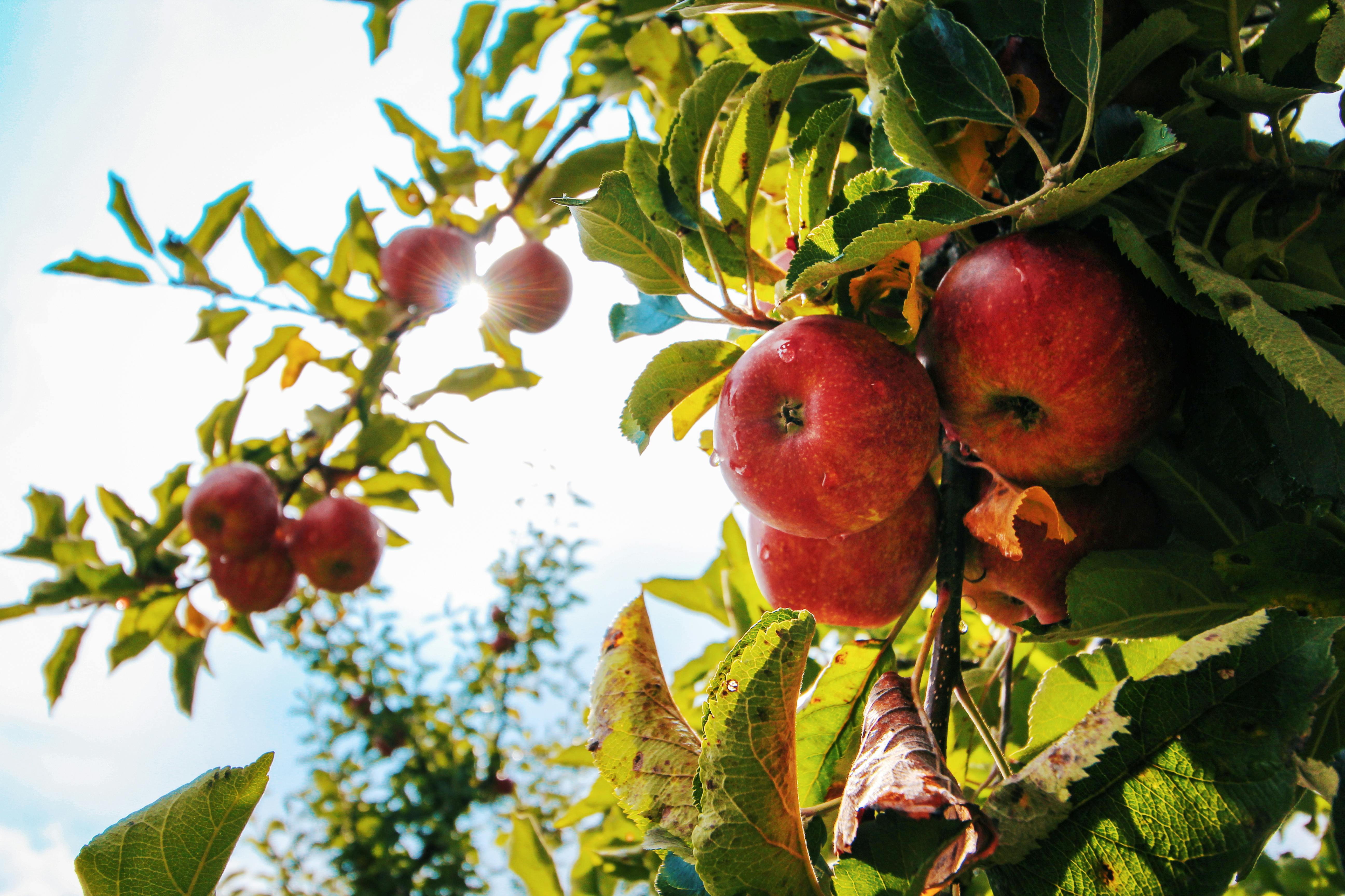 Three Apple in an Apple tree